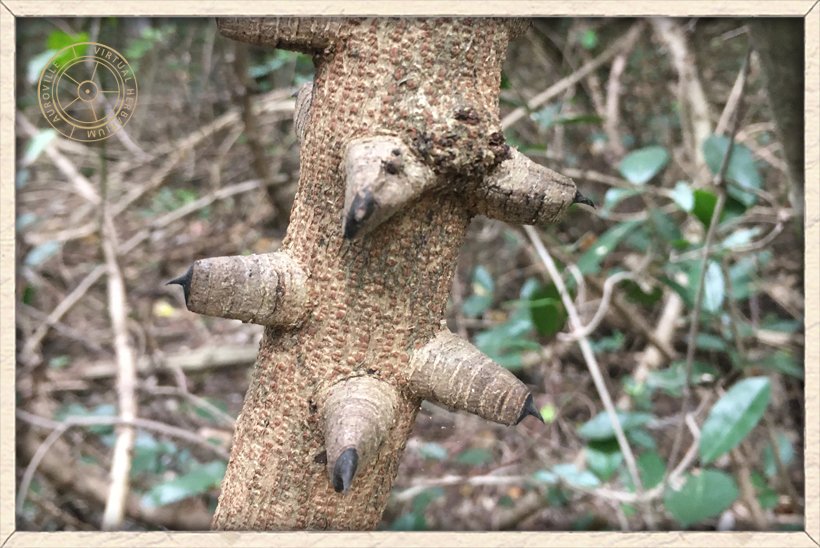 Pterolobium hexapetalum old thorns