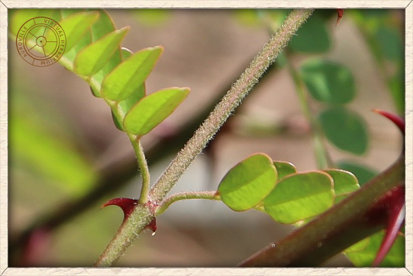 Pterolobium hexapetalum red thorn on pubescent leaf rachis