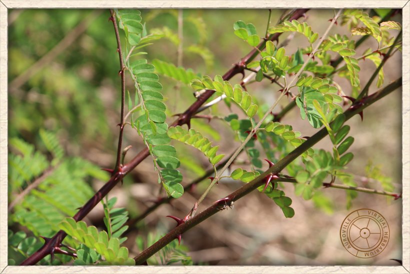 Pterolobium hexapetalum young branches