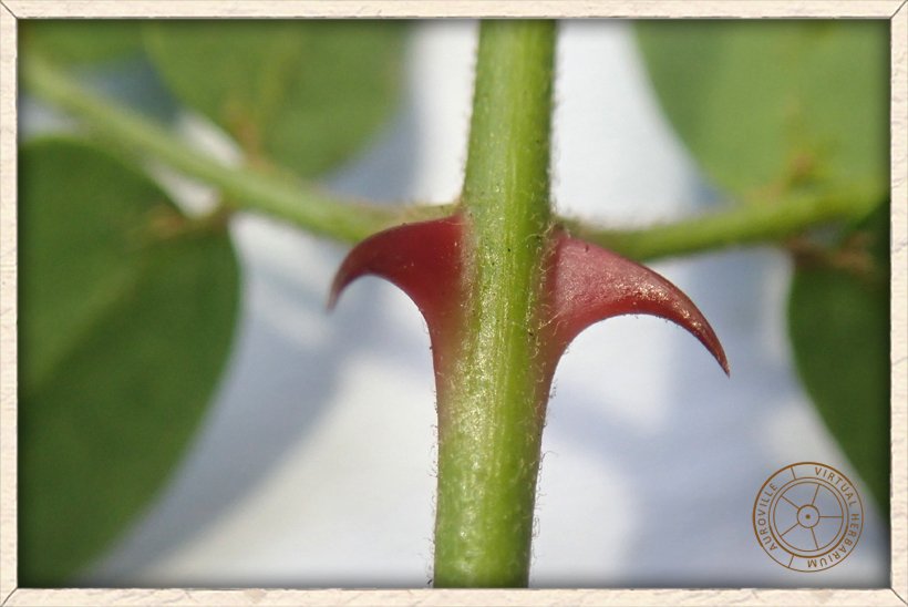 Pterolobium hexapetalum pair of red recurved thorns