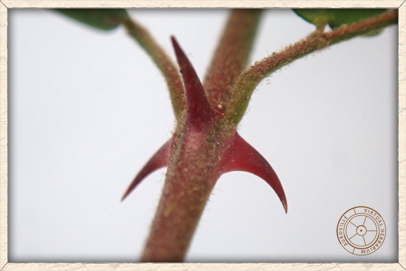 Pterolobium hexapetalum 3 thorns on stem