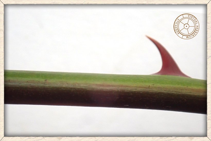 Pterolobium hexapetalum singular thorn on stem