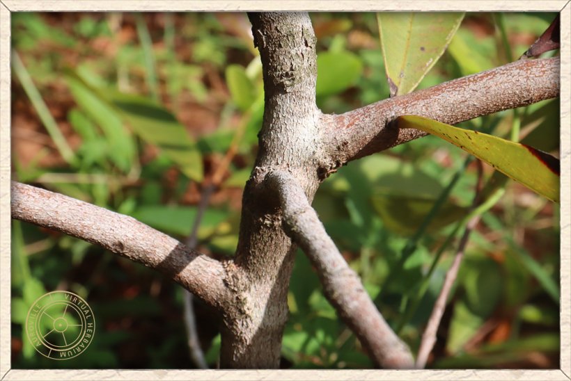 Syzygium caryophyllatum young stem