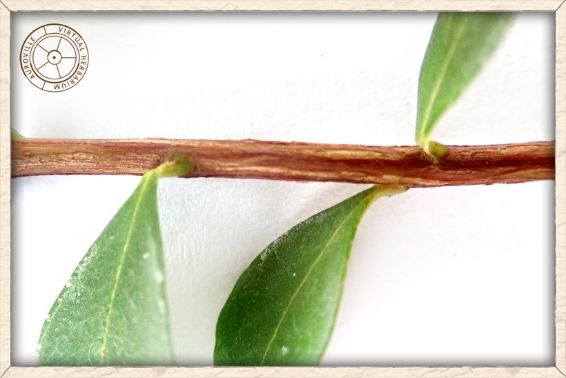 Syzygium caryophyllatum twig