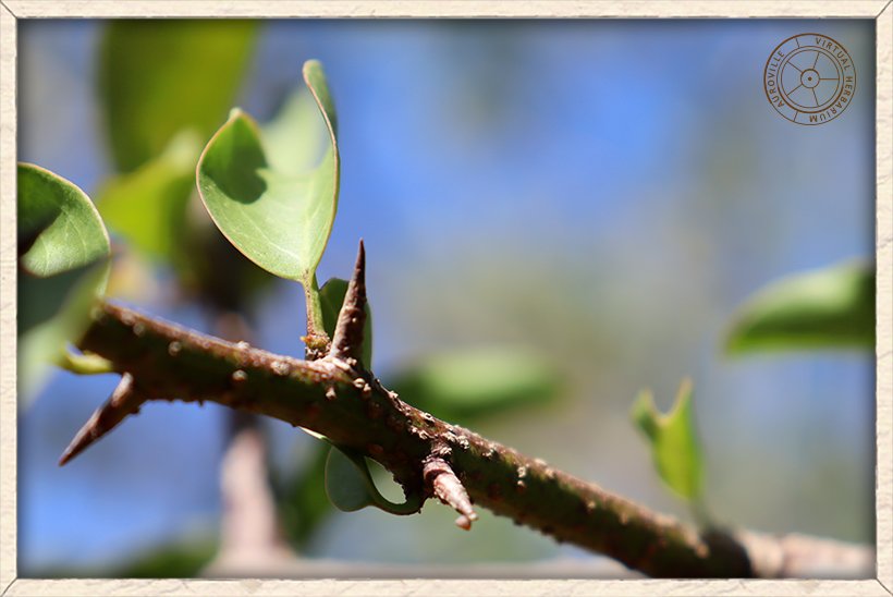 Ximenia americana straight conical thorn