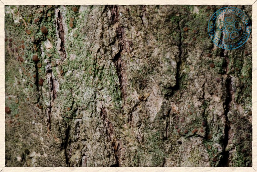bark