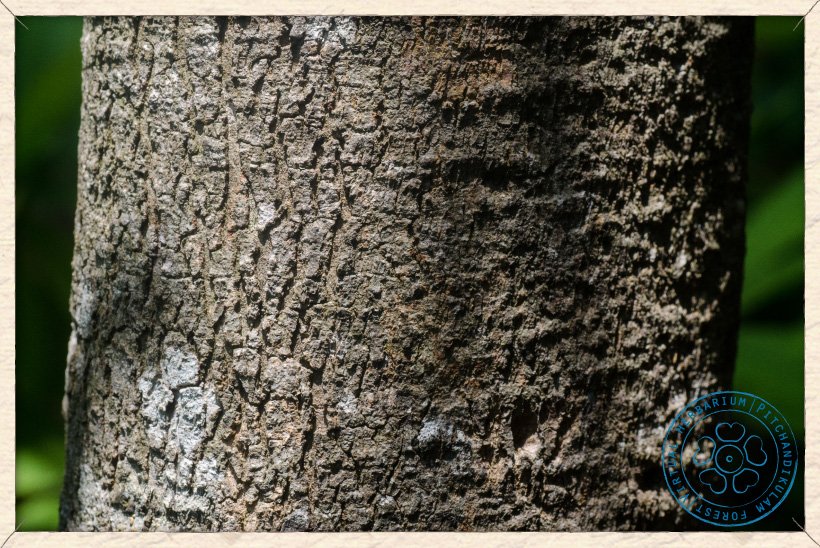 Buchanania axillaris trunk