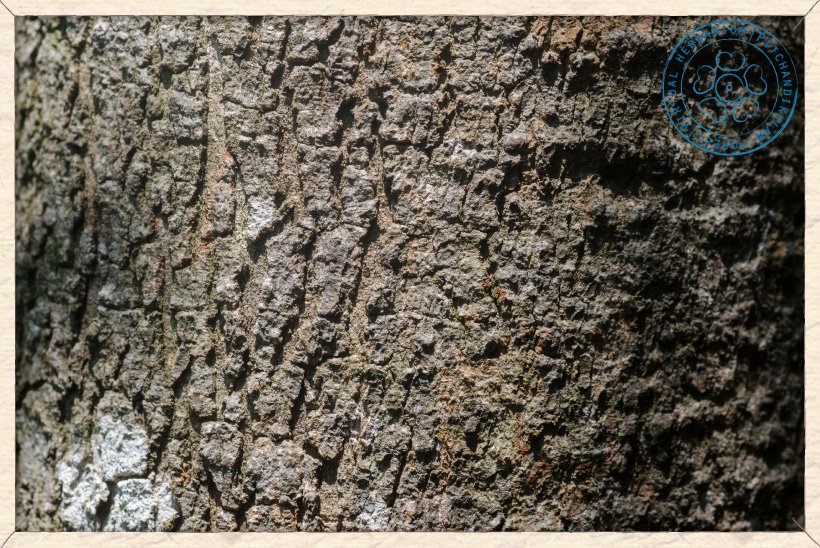 Buchanania axillaris bark