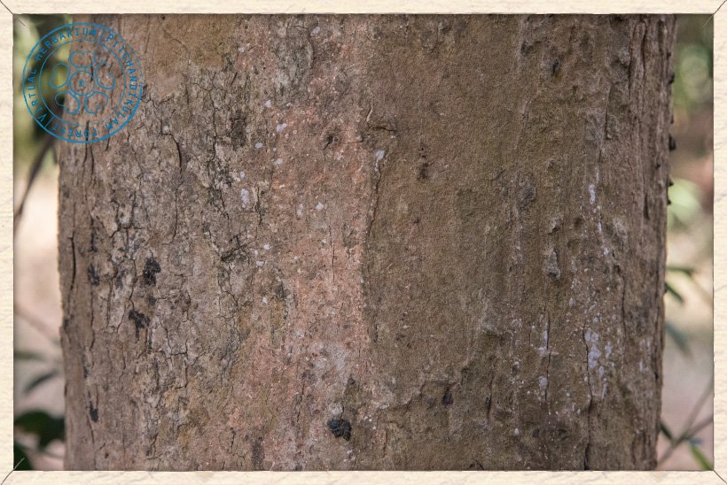 Butea monosperma trunk