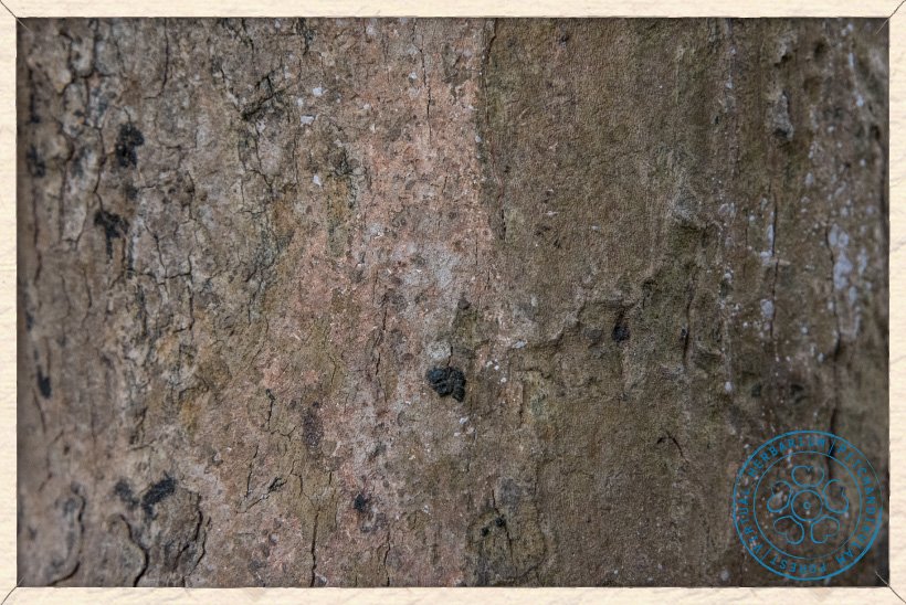 Butea monosperma bark