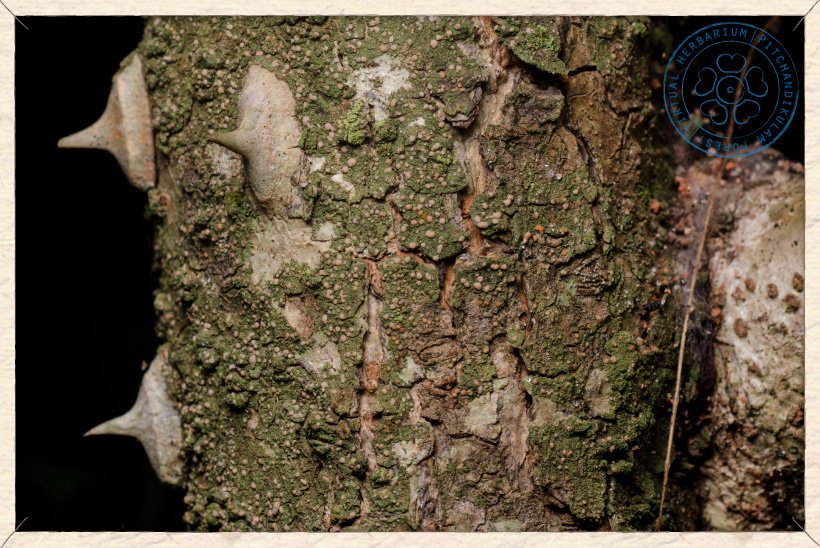 Caesalpinia pulcherrima trunk with prickles