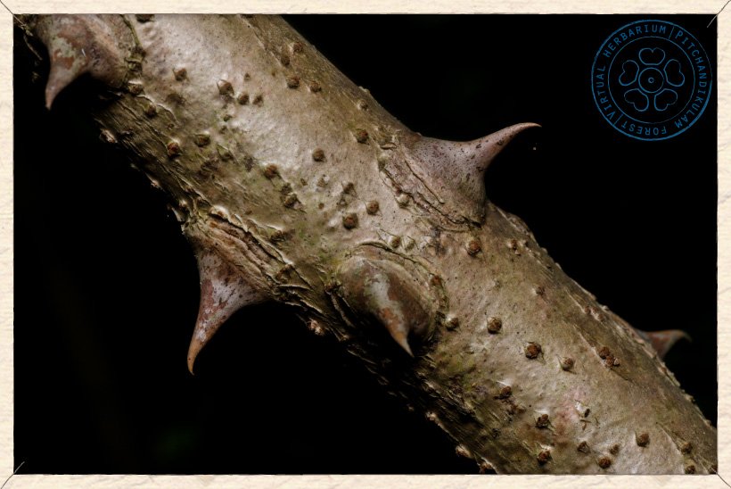 Caesalpinia pulcherrima branch with prickles