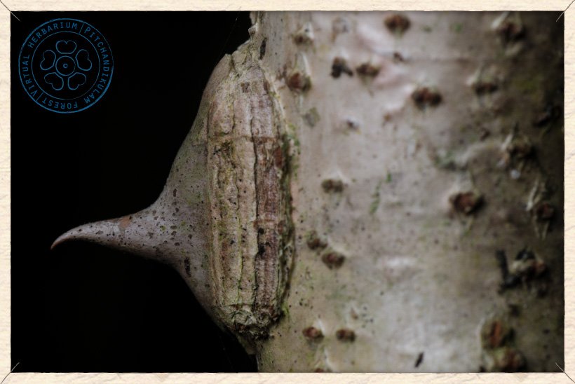 Caesalpinia pulcherrima prickle