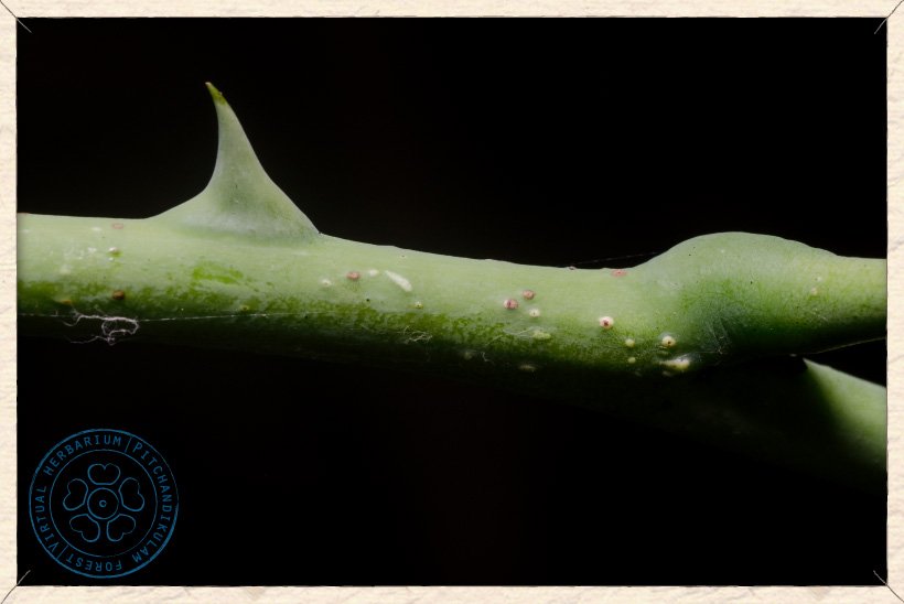 Caesalpinia pulcherrima young branchlet