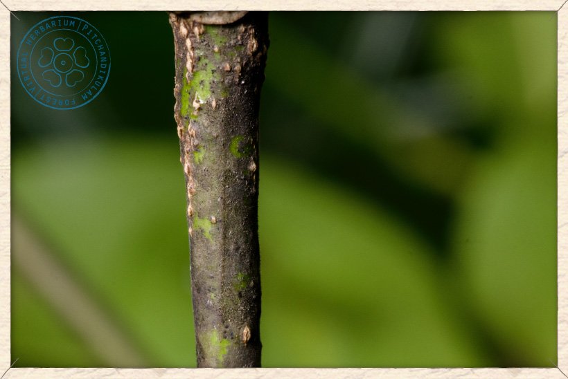 Canavalia cathartica stem and bark