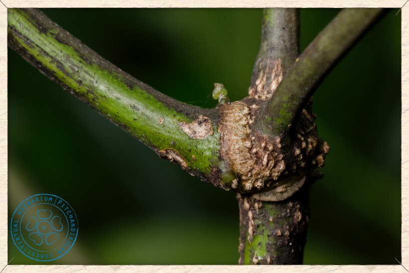 Canavalia cathartica stem node