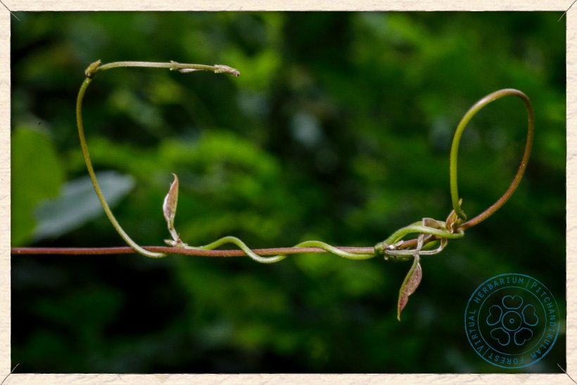 Canavalia cathartica twining shoot