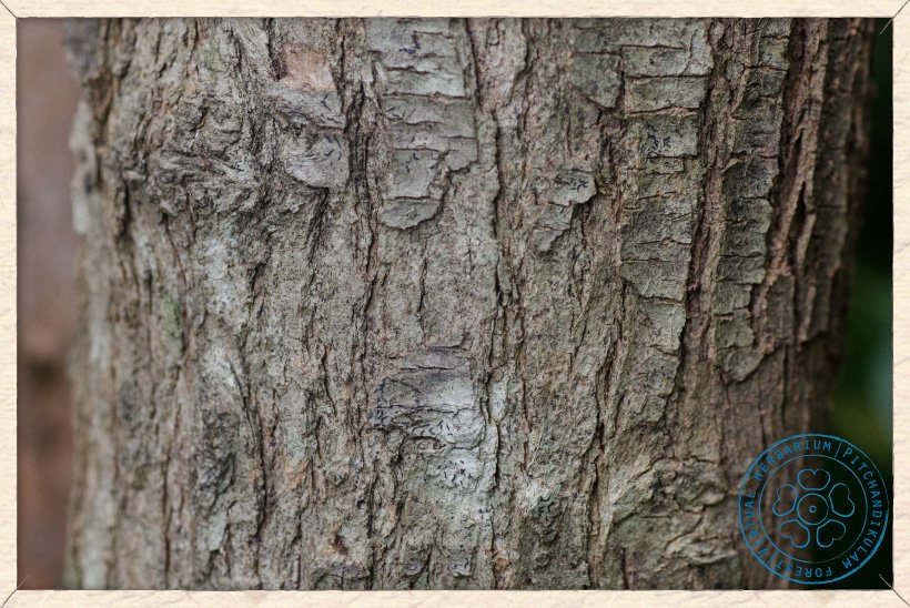 Canthium coromandelicum trunk