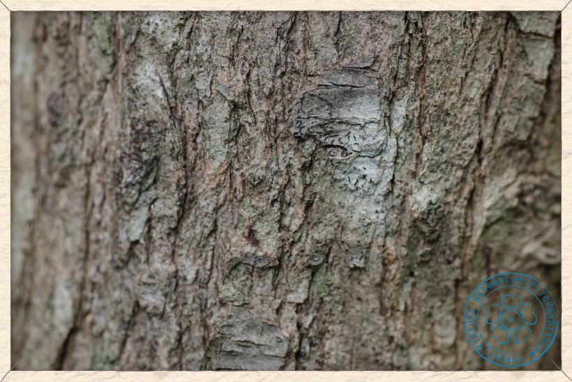 Canthium coromandelicum bark