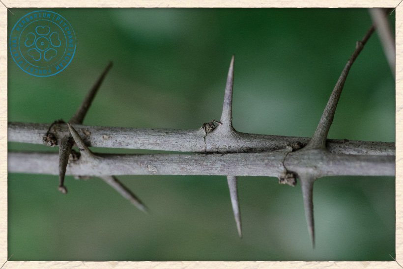 Canthium coromandelicum thorns