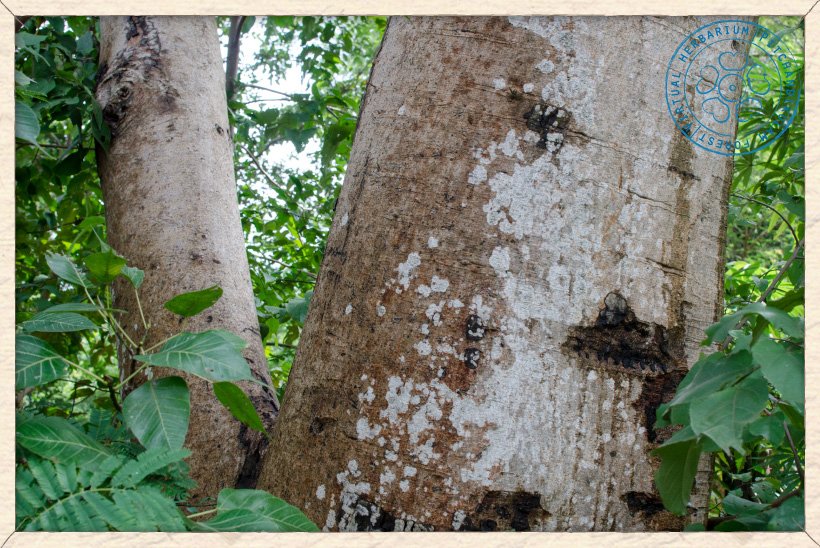 Ficus religiosa trunk