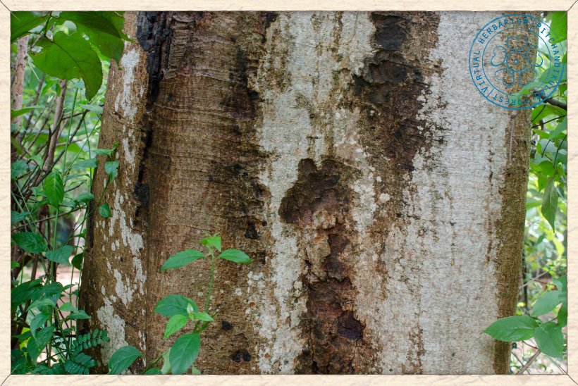 Ficus religiosa trunk