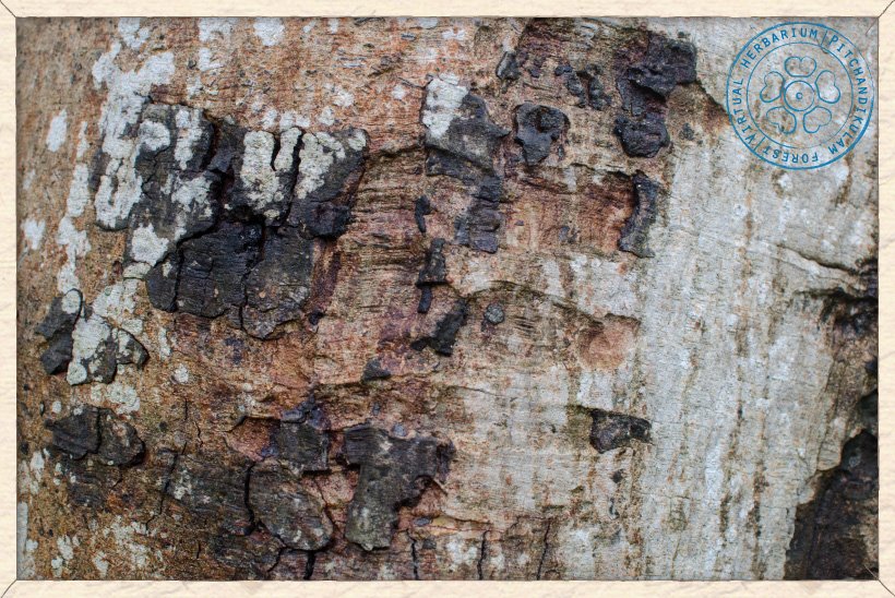 Ficus religiosa bark