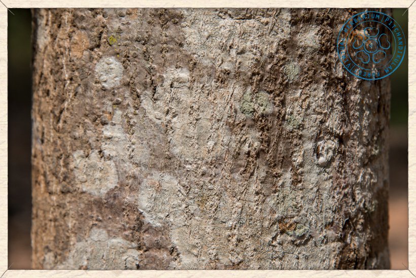 Givotia moluccana trunk