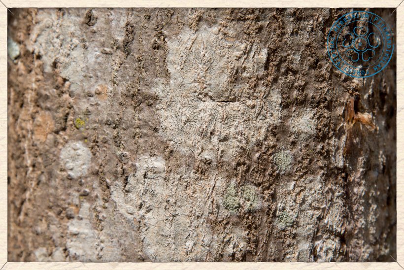 Givotia moluccana bark