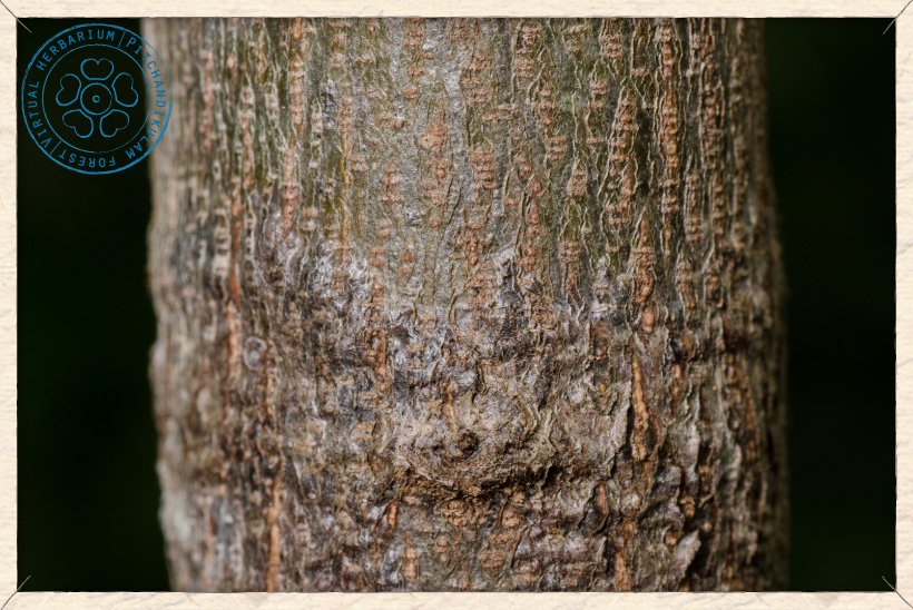 Grewia carpinifolia trunk