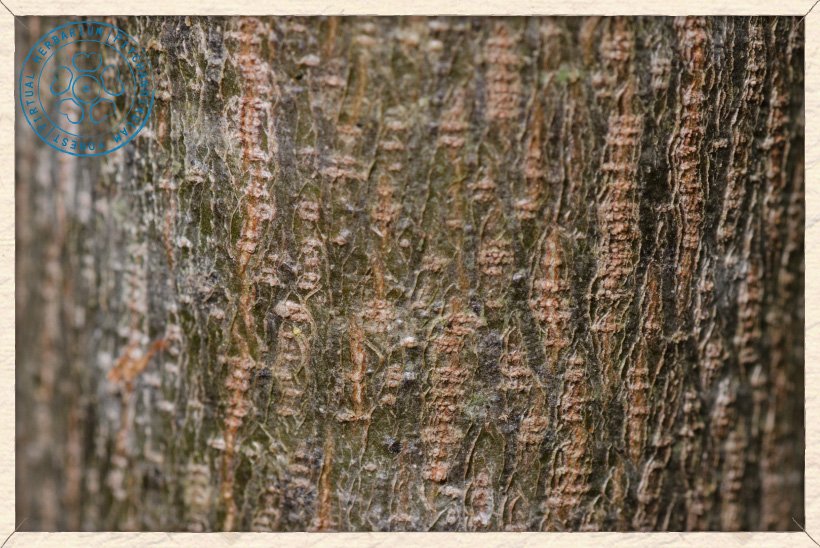 Grewia carpinifolia bark
