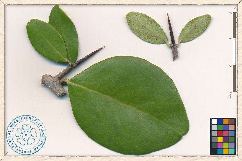 Gymnosporia emarginata bark