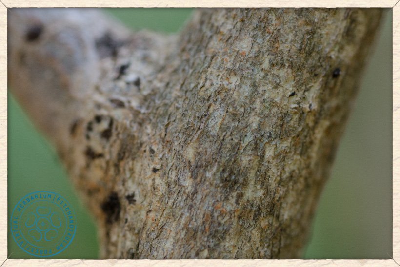 Gymnosporia emarginata thorns