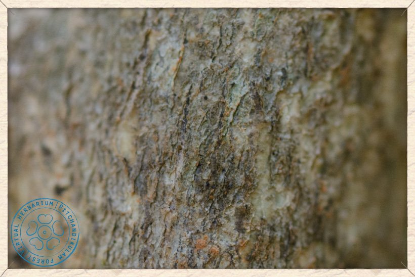 Gymnosporia emarginata trunk
