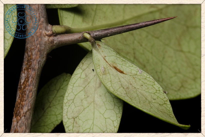 Gymnosporia emarginata thorn