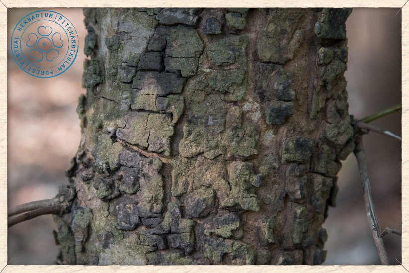 Hardwickia binata trunk