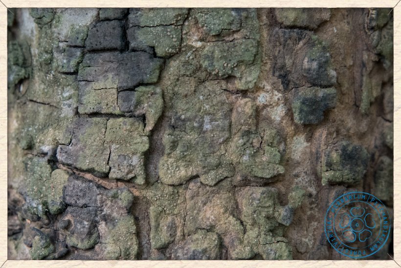 Hardwickia binata bark