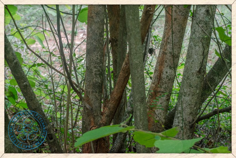 Helicteres isora stems