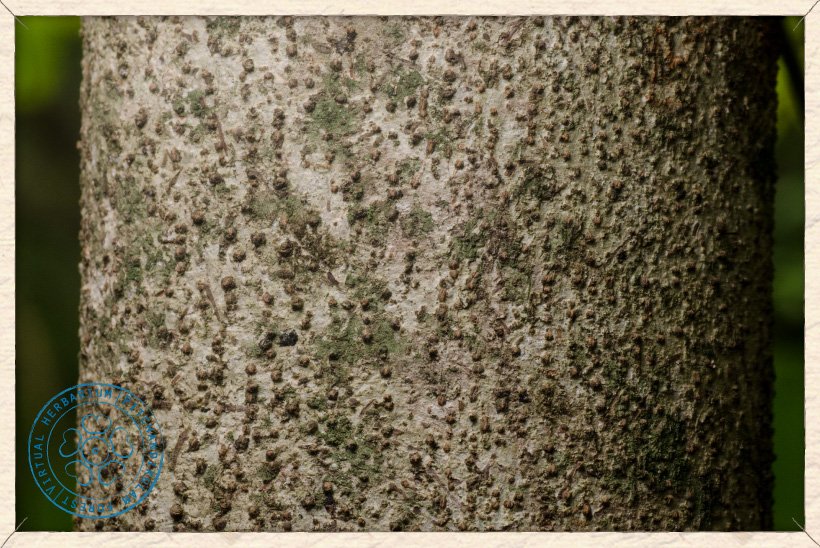 Helicteres isora stem