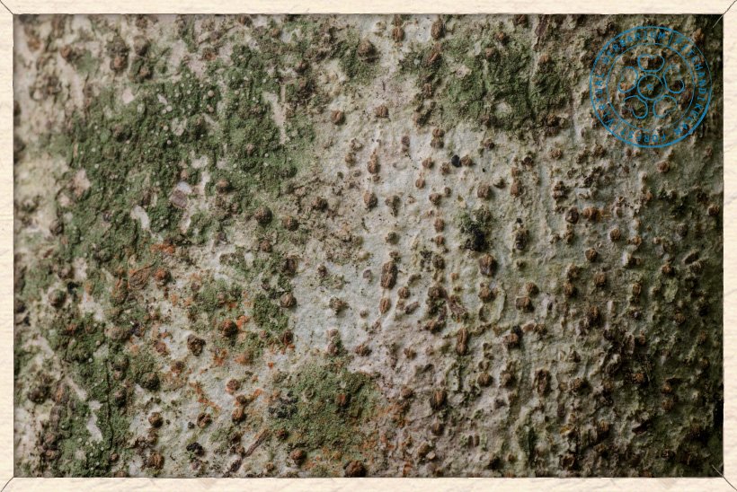 Helicteres isora bark