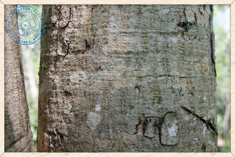 Lannea coromandelica trunk