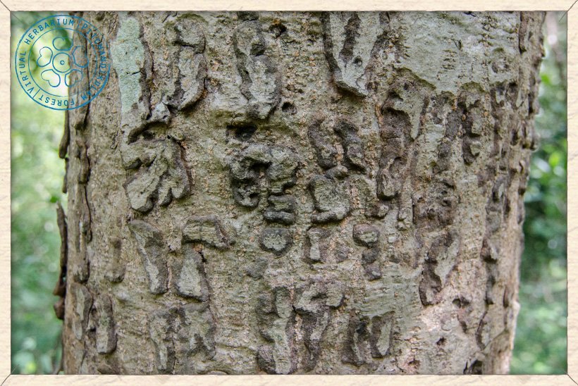 Lannea coromandelica trunk (old tree)