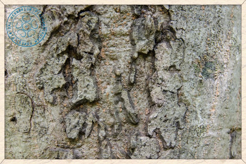 Lannea coromandelica bark