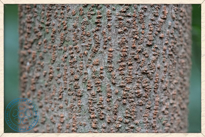 Leucaena leucocephala trunk