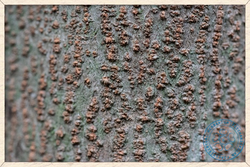 Leucaena leucocephala bark