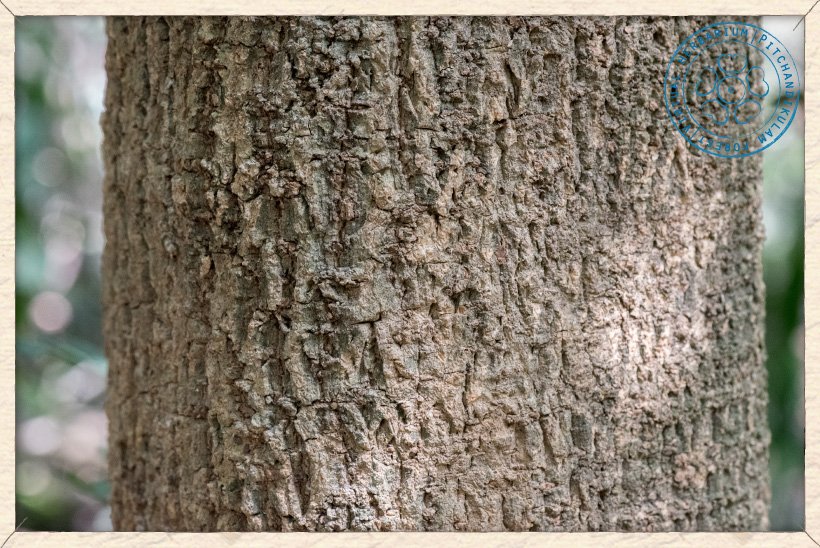 Millingtonia hortensis trunk