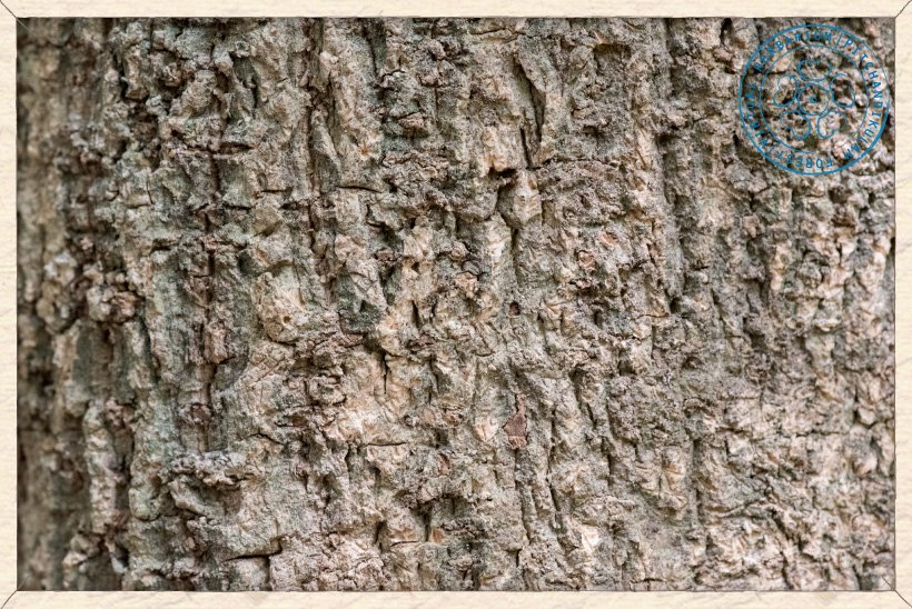 Millingtonia hortensis bark