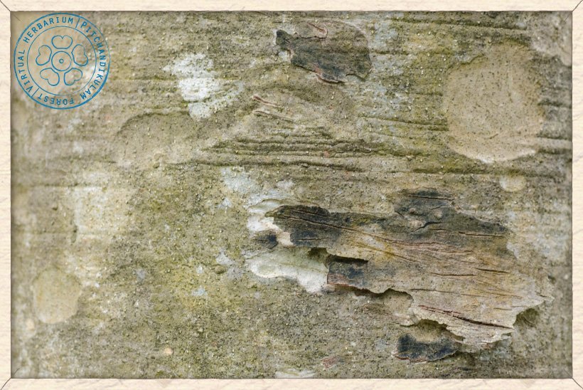 Mitragyna parvifolia bark