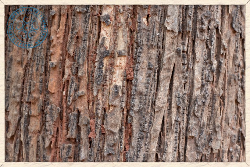 Neolamarckia cadamba bark
