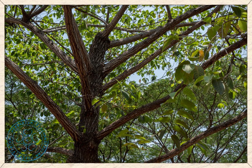 Neolamarckia cadamba trunk